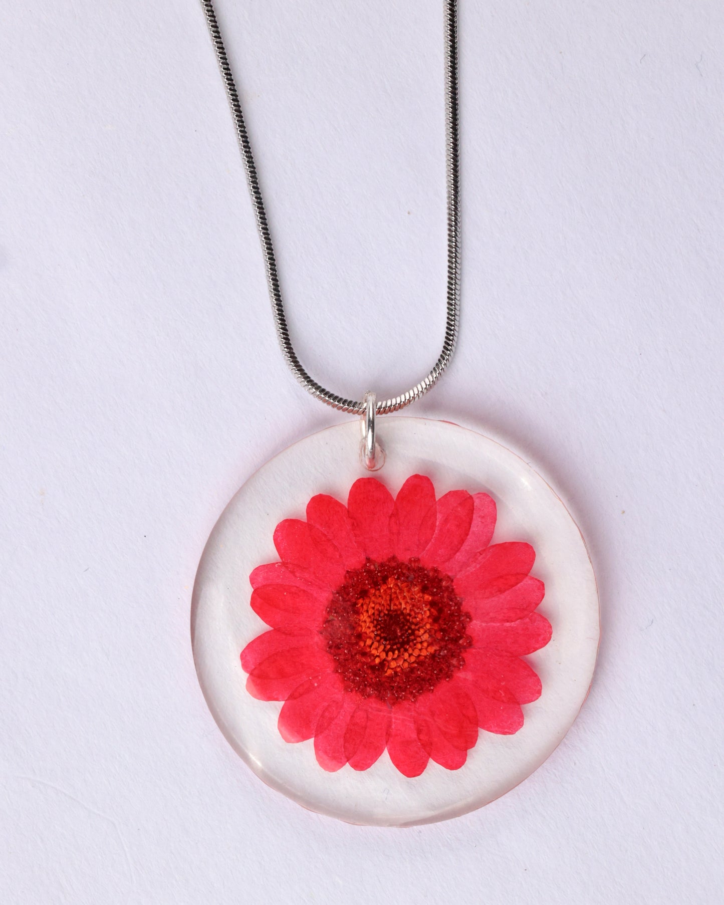 RADIANT RED DAISY