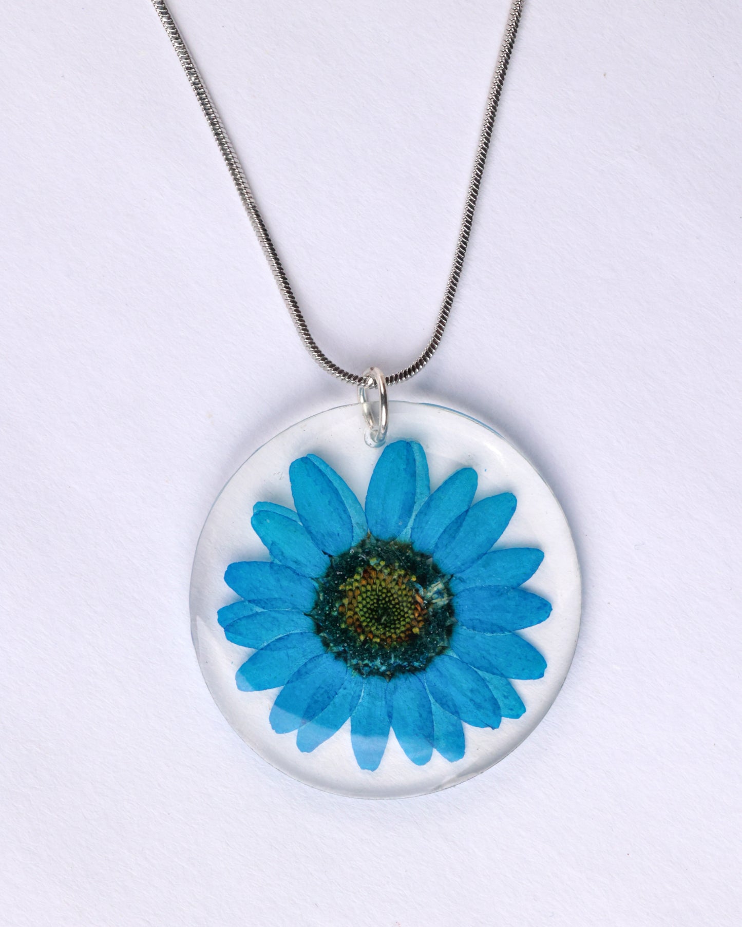 OCEAN BLUE DAISY